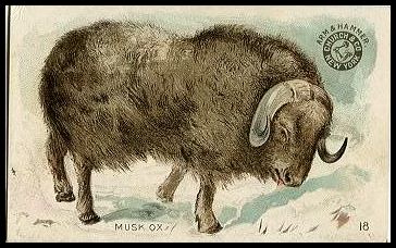 18 Musk Ox